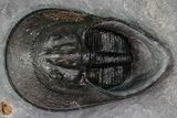 Detailed Scotoharpes Trilobite - Boudib, Morocco #260374-1